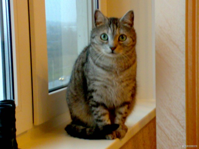 Последний Котовторник... октября :)