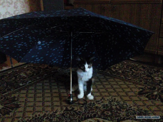 Котовторник объявляется открытым!