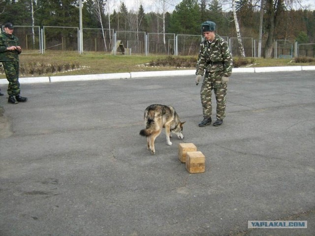 Волкособ