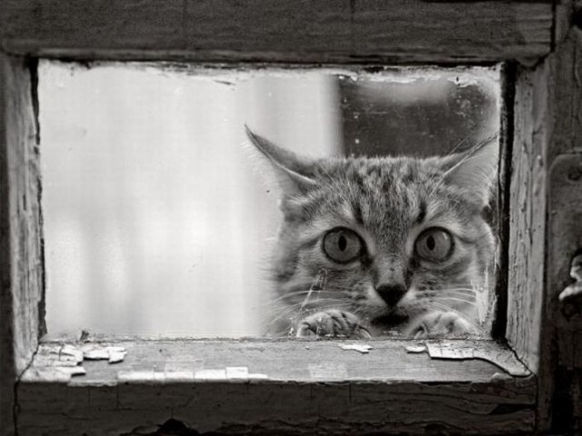 Котовторник!
