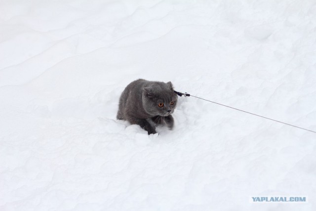 Котовторник 17 января