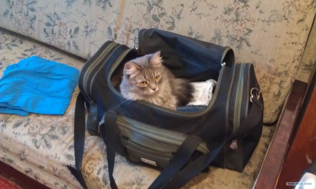 Котовторник 31.07.2012 г.