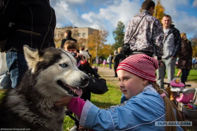Собака — Улыбака :)