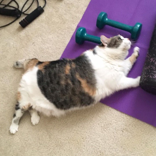Прикольных котов пост