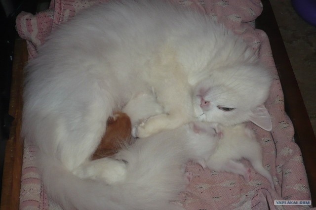 Котовторник 18.12.2012