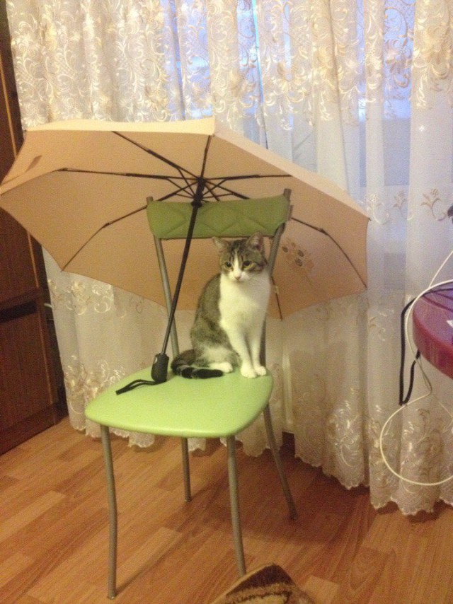 Живность из сети