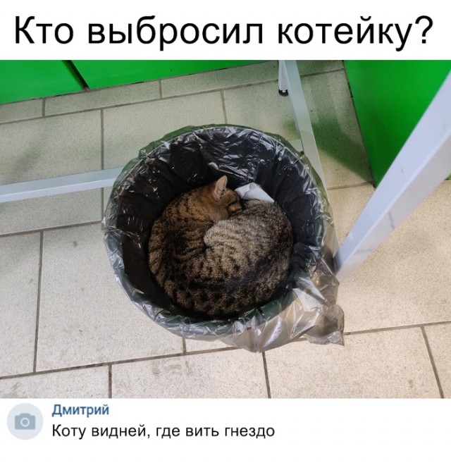 Забавные фото котеек