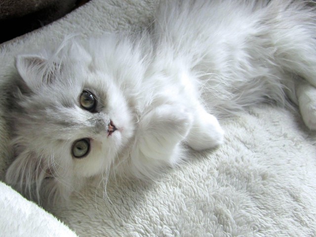 Котовторник! начнем? 04.06.19