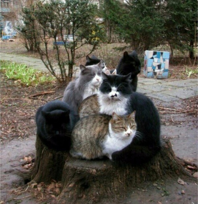 Забавные фото котеек