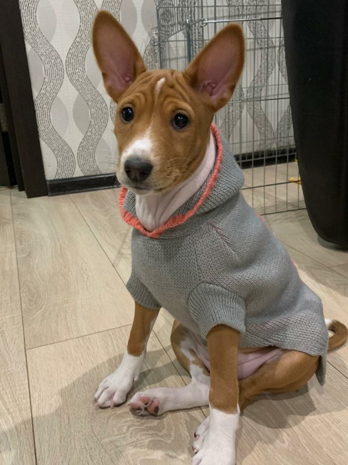 Собакочетверг. Нам сегодня 7 лет!