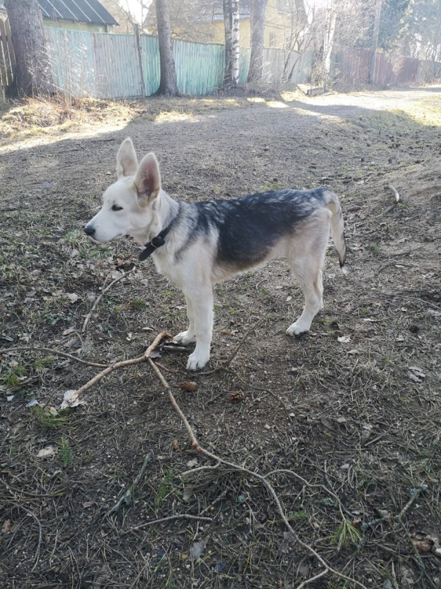 Найдена собака на даче в Сергиевом Посаде