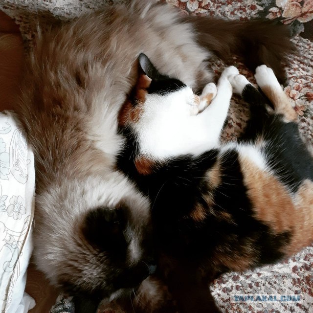 Дети притащили мелочь кошачью