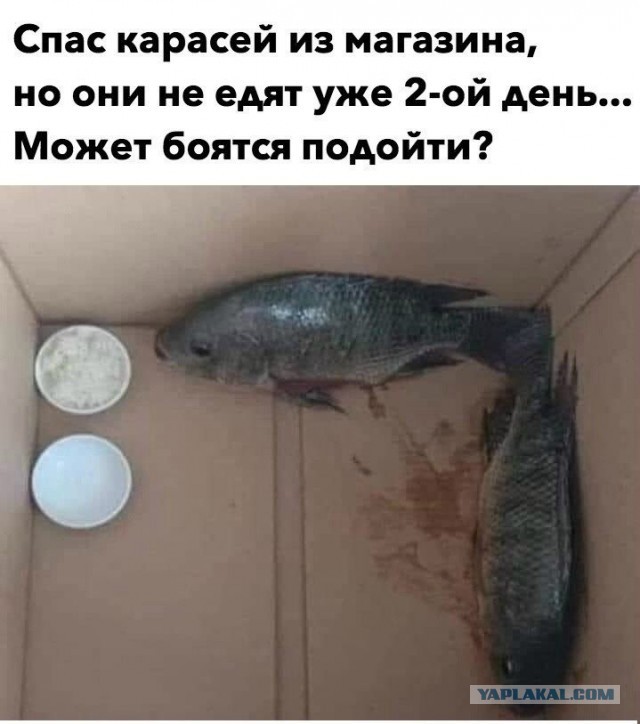 Бредзона 07.06.2020