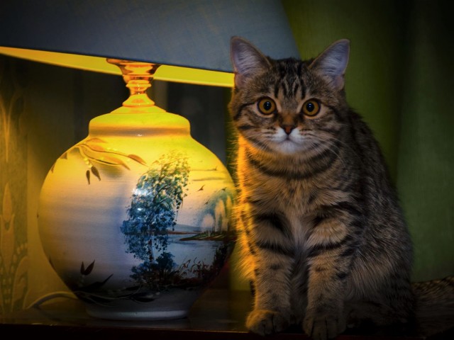 Котовторник. Добавляйте своих
