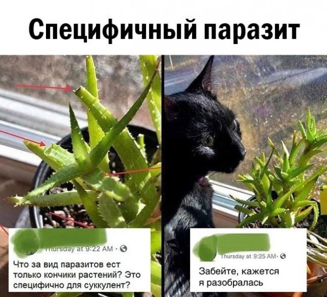 Так себе картинки 11.11.21