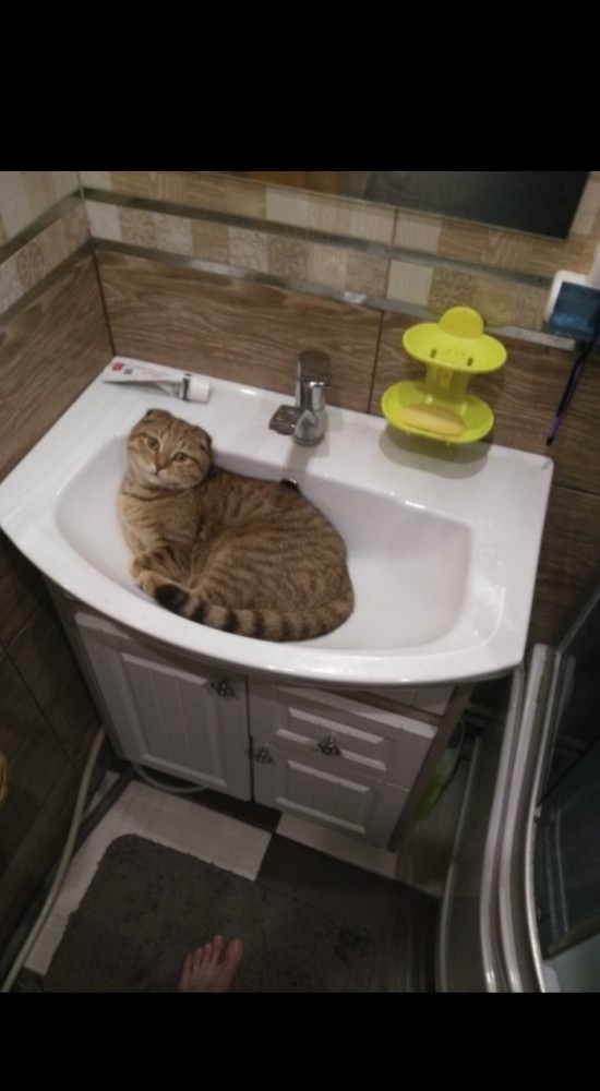 Котовторник 21.12.21