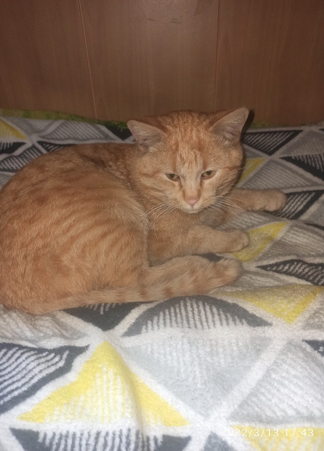 Не буду я ждать котовторника!