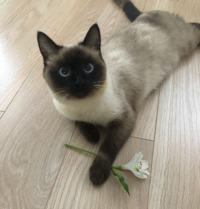 А ваши котейки че счас делают?