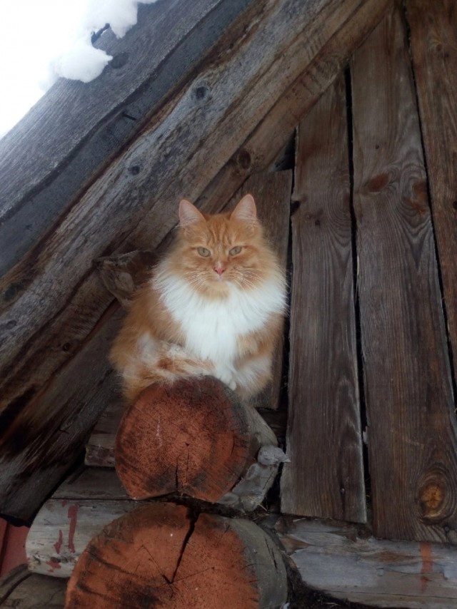 Деревенские, милые, шерстяные