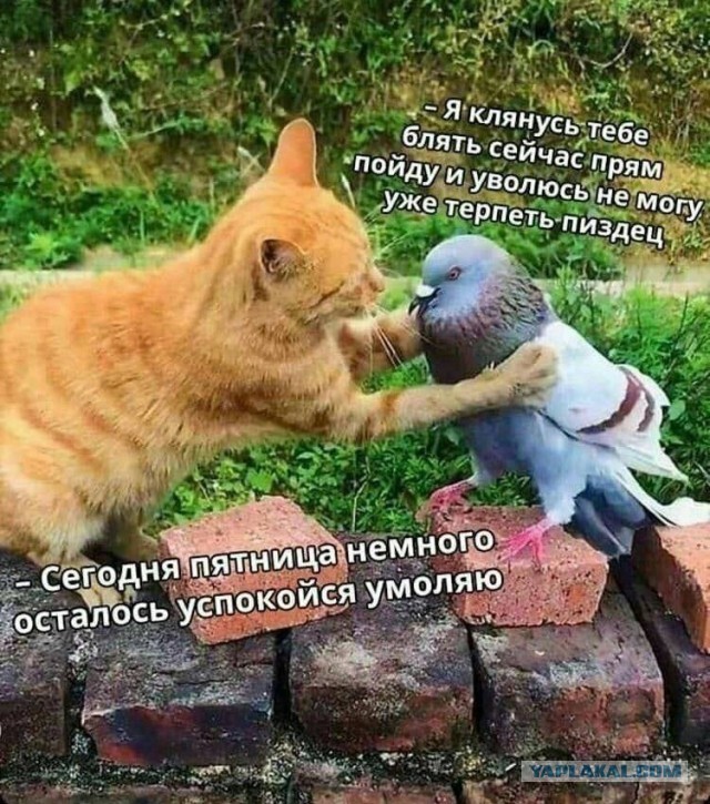 А у нас на работе человек ушел воевать, потому что его зае*ли