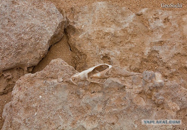 Синайские приключения. Шарм-эш-Шейх и окресности