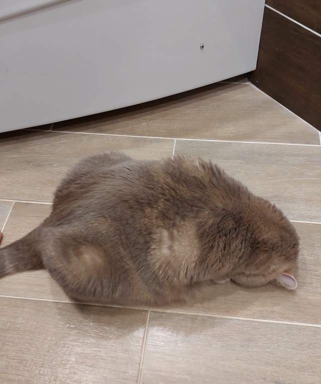 Объясните, что происходит с моим котэ?