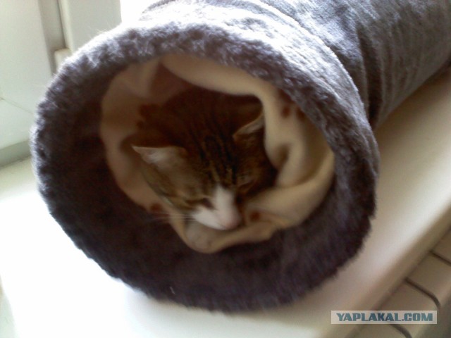 Котовторник 16.04.2013
