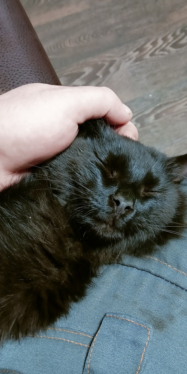 ЯПовцы, беда с котейкой