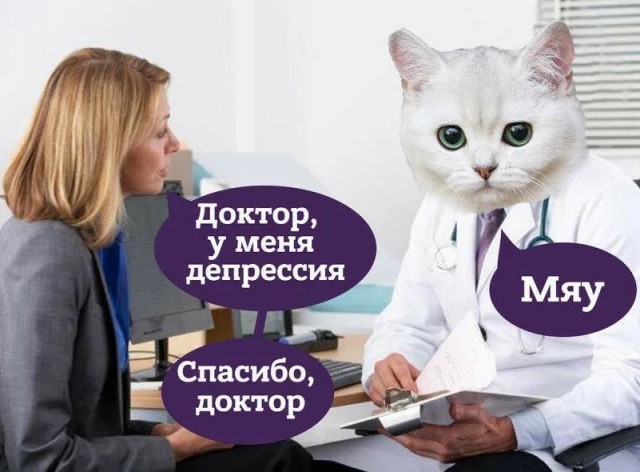 Кошки защищают хозяев от болезней — учёные