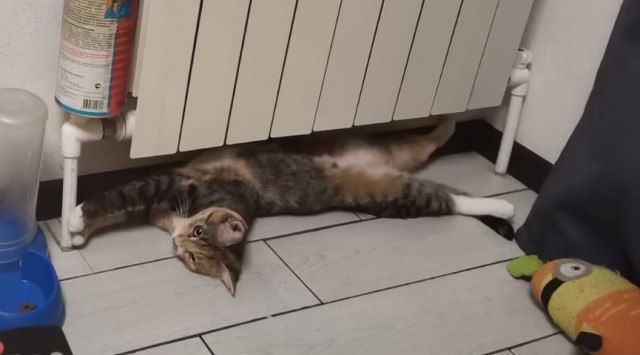 Редкий вид Котикус Соситикус