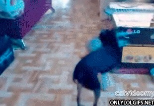 Своих в бою не бросаем! (GIF)