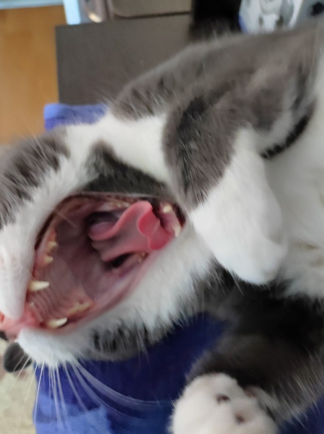 Как зевают разные животные