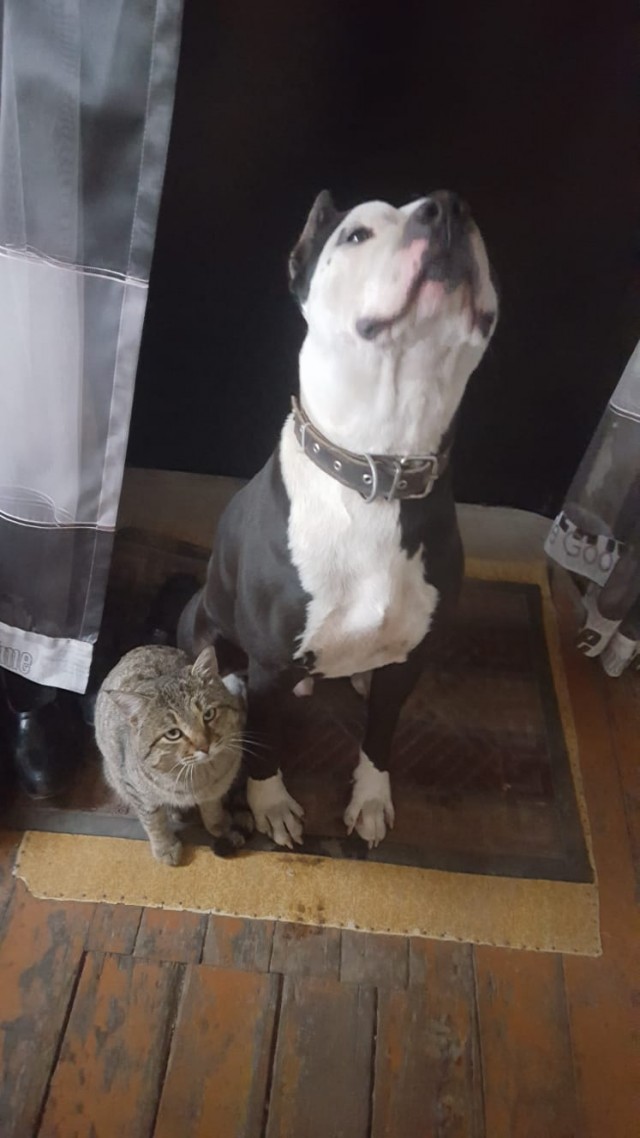 Здарово