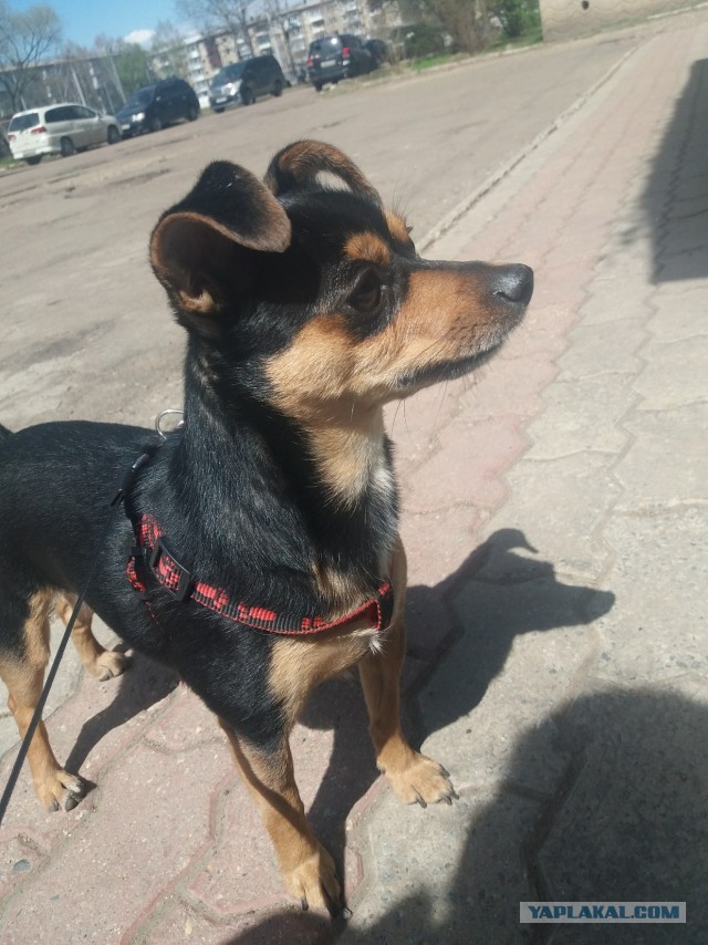 К собакочетвергу