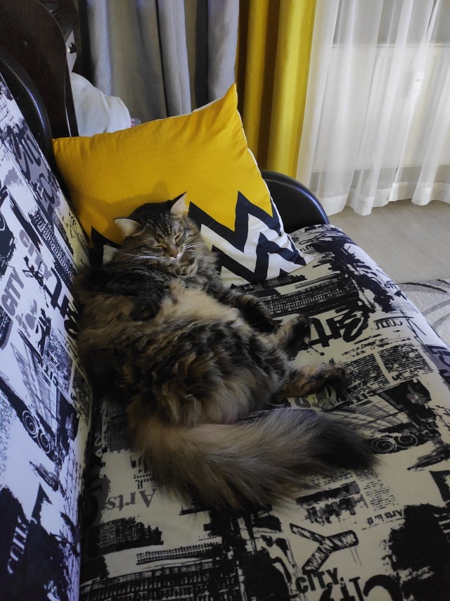 Подкидыш к котовторнику