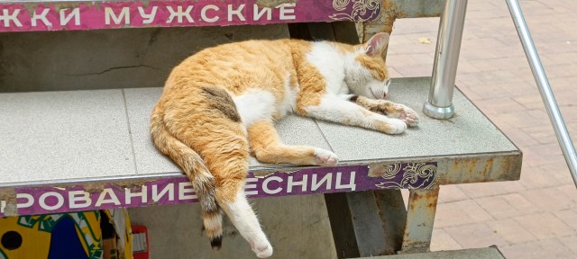 Южных котиков вам на радость