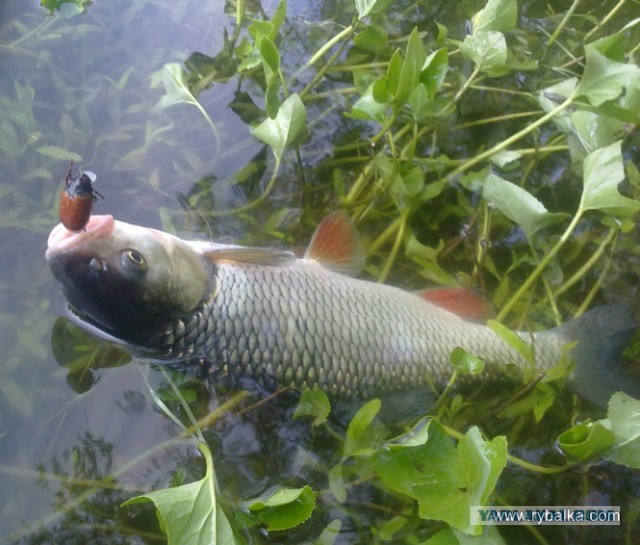 Ловля голавля на майского жука.