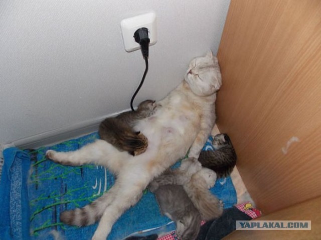 Воплощение зла