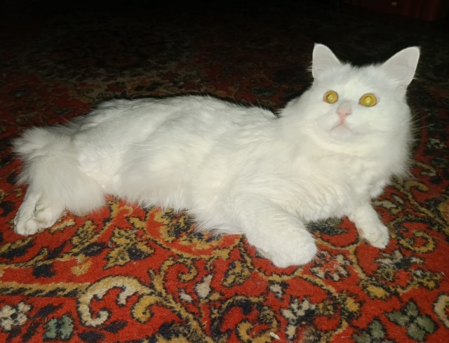 К котовторнику: подборка картинок-баянов с котиками и про котиков. Выпуск 4