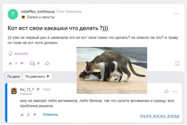 Собаки или кошки ?
