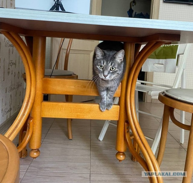 С котовторником!