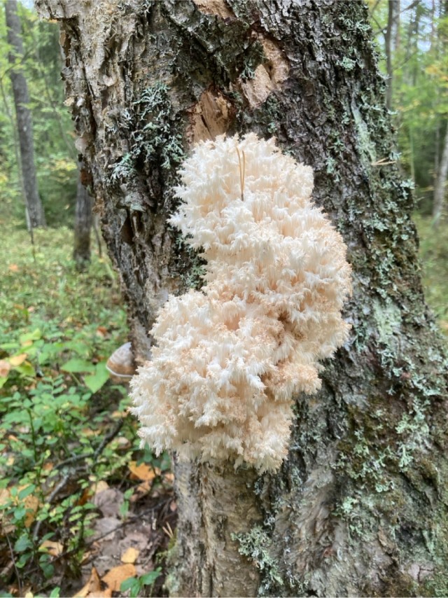 Грибное