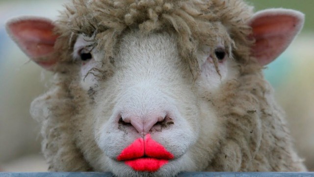 За слово «овца» можно получить штраф 20 тысяч рублей