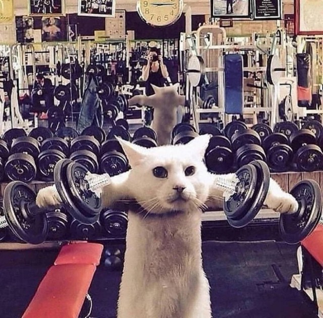 Чутка кошек