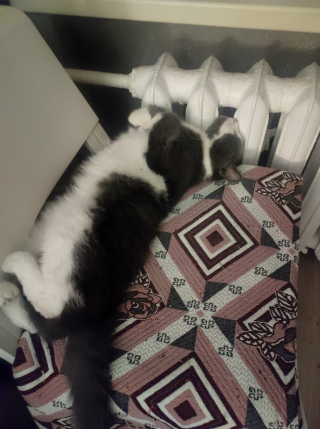 Что с котом?