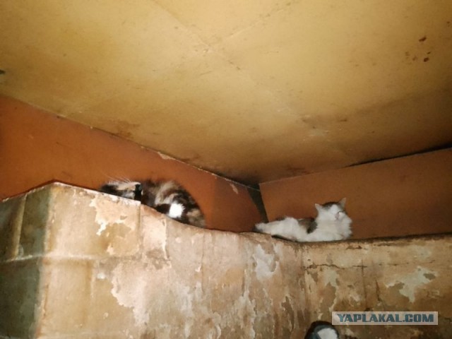 Жизнь домашнего приюта для котеек 571