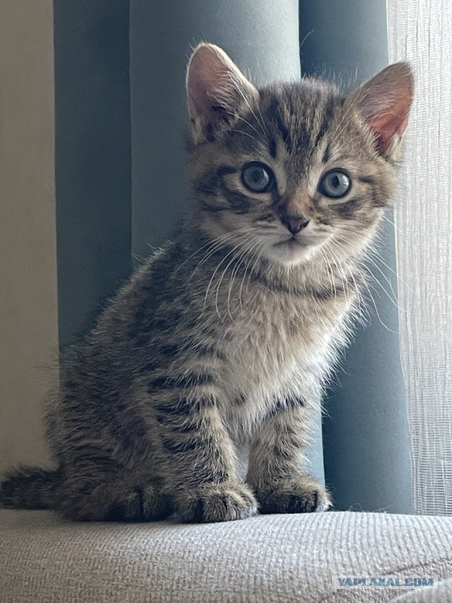 Хищник уснул с добычей