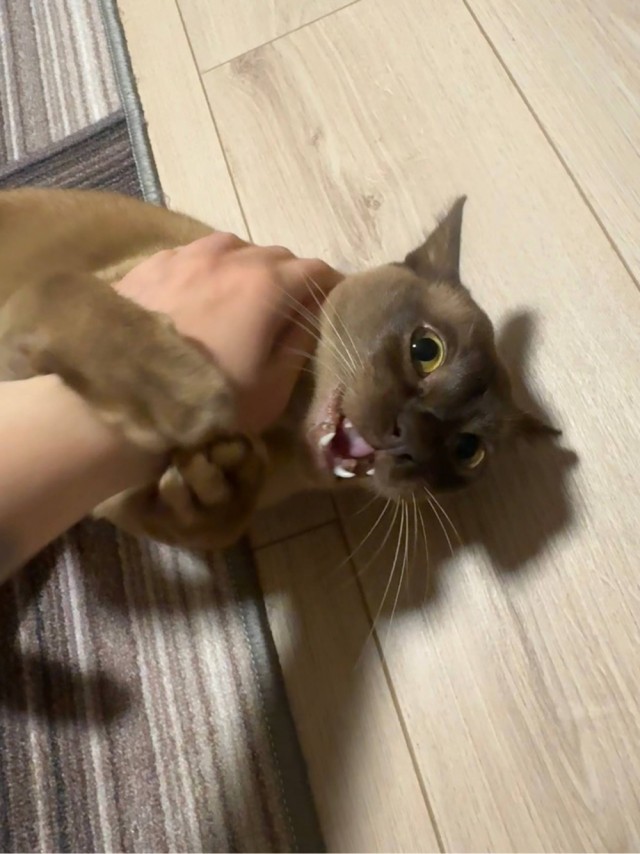 Котовторник!