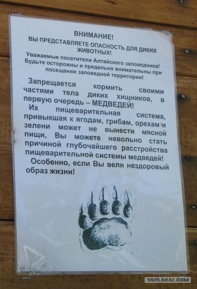 7 интересных фактов о медведях