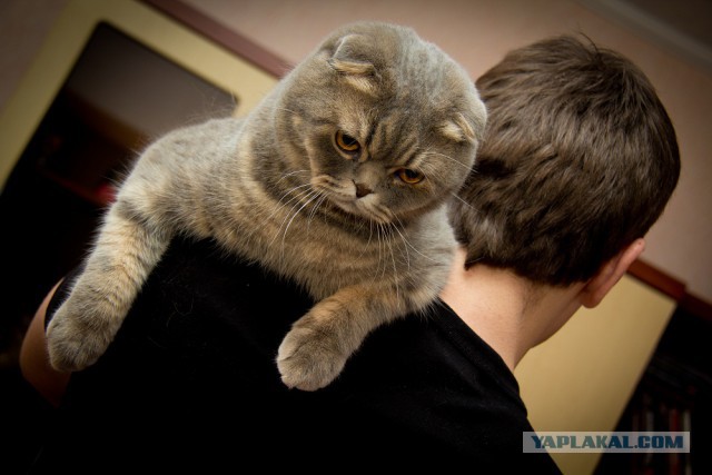 Котовторник  28.01.14